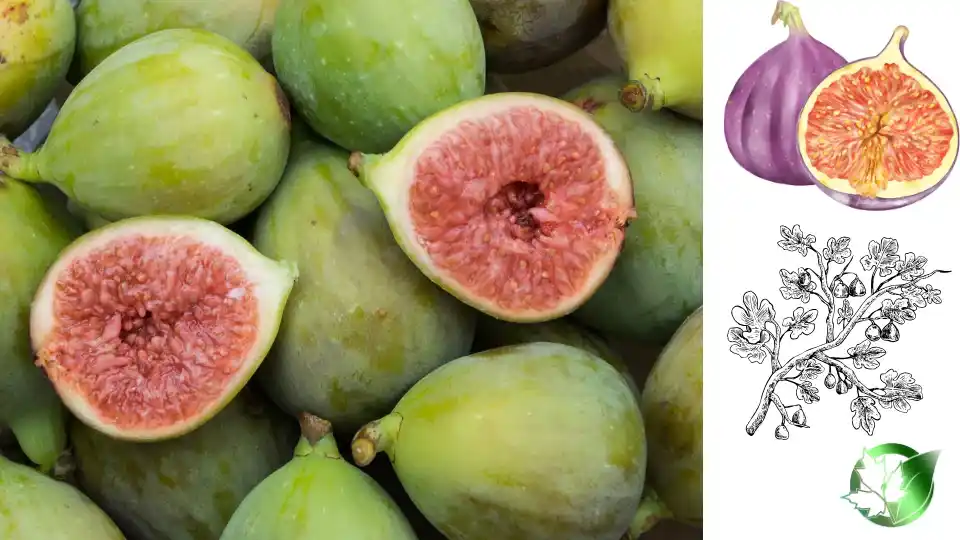 Supplier evaluation for Fig Compote should cover specification, packaging, document package, logistics, and all-in receiving cost.